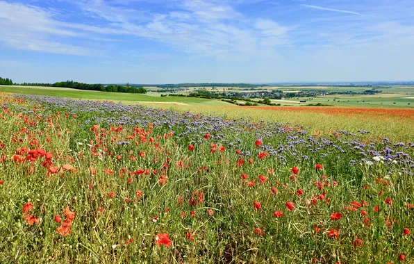 Greens, field, summer, clouds, flowers, blue, Maki, dal