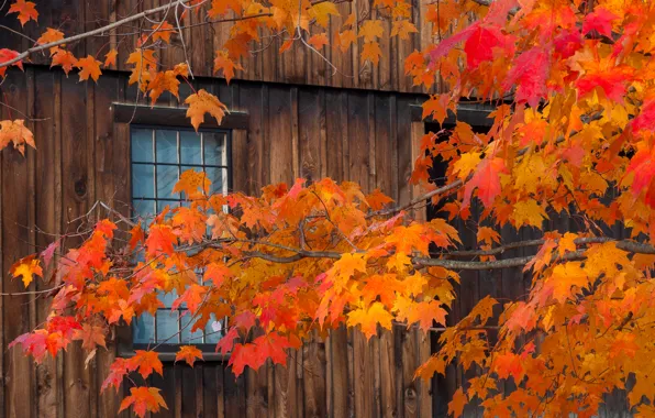 Picture autumn, leaves, house, branch, window
