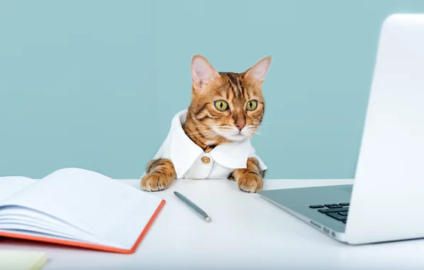 Cat, cat, look, pose, table, work, office, book