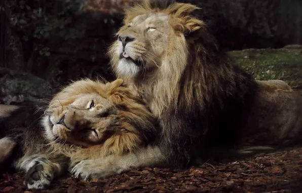 Picture lions, predators, big cats