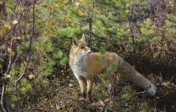 Fox, Swamp, Kogalym