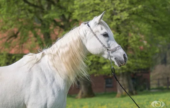 Picture white, horse, horse, mane, (с) Oliver Seitz