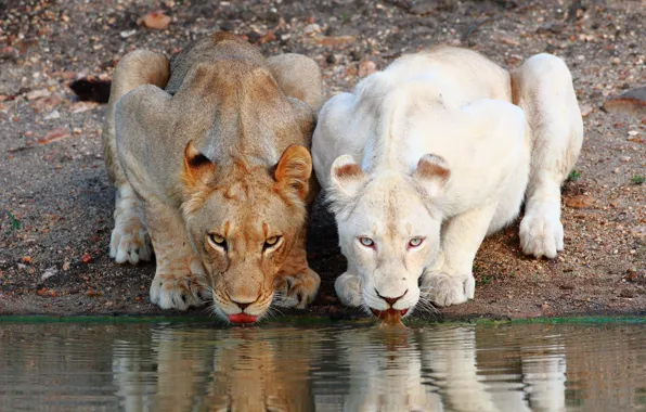 Lions, drink, lioness