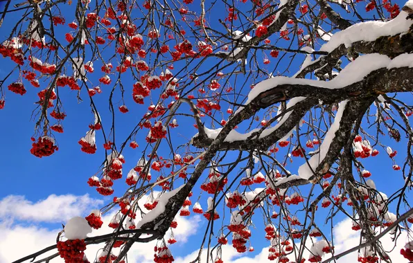 The sky, snow, berries, tree, Rowan