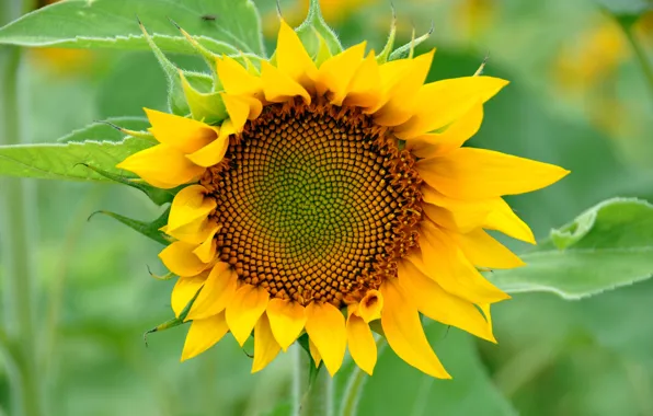 Picture flower, background, widescreen, Wallpaper, sunflower, wallpaper, flower, widescreen