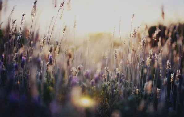 Grass, flowers, nature, flowers, nature, flowers
