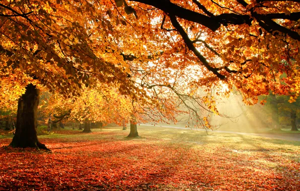 Picture autumn, light, trees, nature, foliage