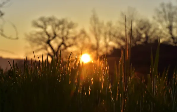 Summer, grass, the sun, rays, light, trees, sunset, nature