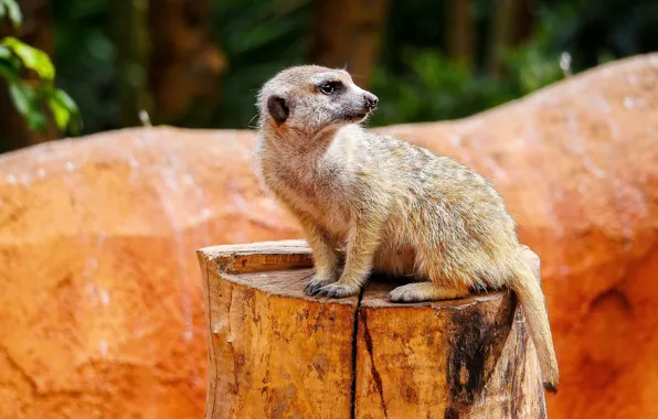 Look, pose, stump, sitting, meerkat