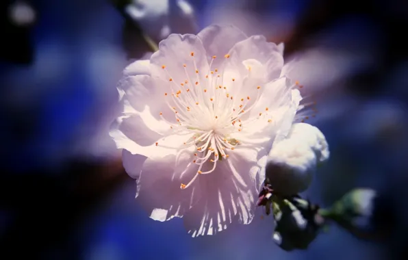 Stamens, blurred background, the cherry blossoms