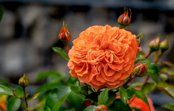 Flower, leaves, rose, orange, buds, bokeh, lush