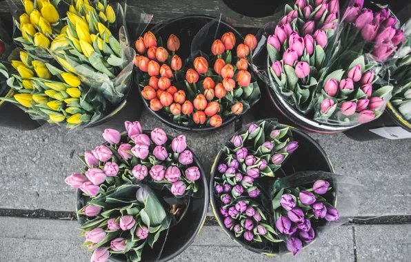Flowers, street, tulips