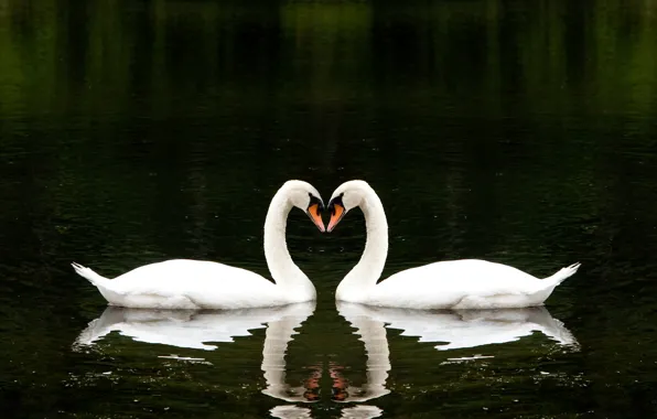 Picture love, lake, together, heart, love, beautiful, heart, beautiful