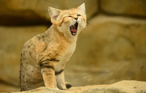 Picture language, cat, look, yawns, sandy the cat, sand cat, sand cat