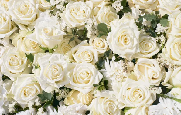 Picture flowers, roses, white, buds