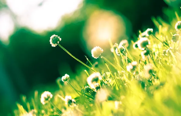 Flowers, Grass, Light, Grass, Flowers, Shine