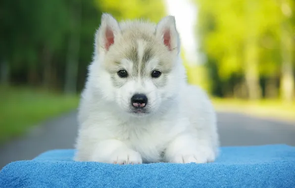 Look, dog, puppy, husky