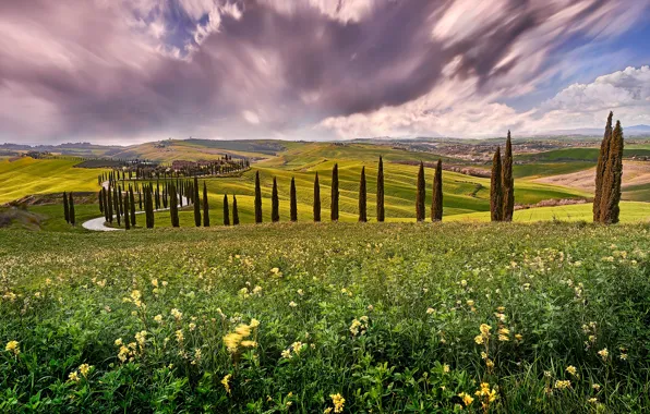Road, field, summer, the sky, clouds, trees, flowers, clouds