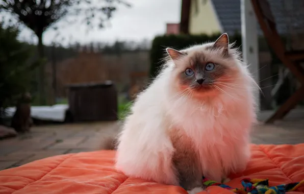 Cat, cat, look, pose, house, orange, yard, booth