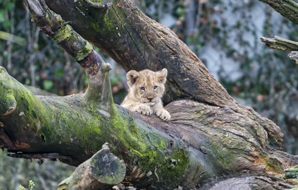 Picture cat, tree, moss, cub, kitty, lion, ©Tambako The Jaguar
