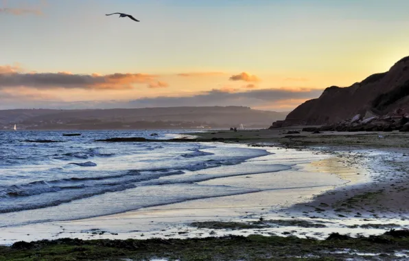 Sea, beach, bird, the evening, Bay