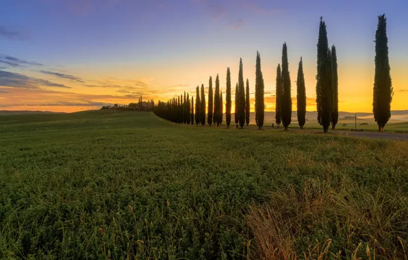 Field, Italy, cypress, Tuscany