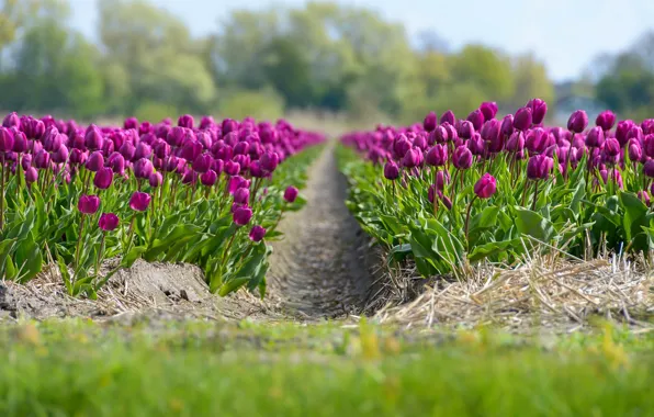 Field, flowers, nature, spring, tulips, pink, buds, the ranks