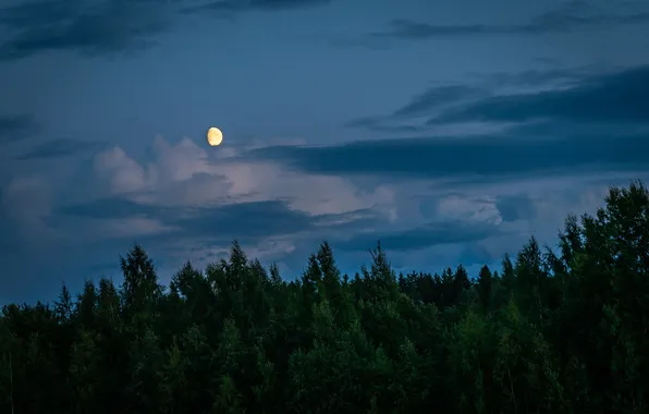 Picture forest, the sky, clouds, trees, nature, the moon