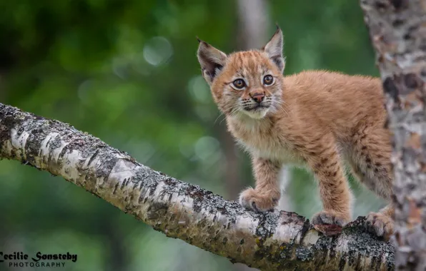 Picture pose, predator, cub, lynx, wild cat, on the tree, observation, a small lynx
