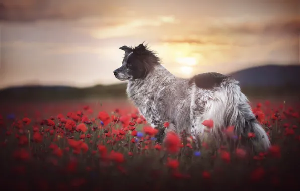 Summer, the sky, look, light, sunset, flowers, hills, Maki