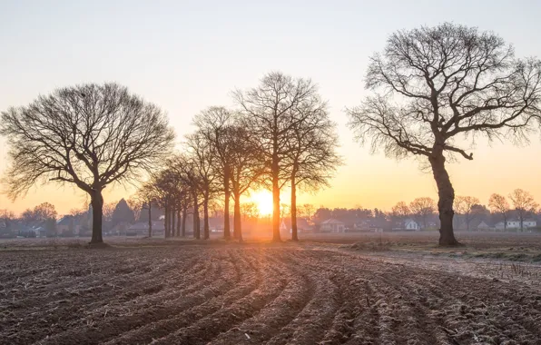 Field, the sky, the sun, rays, light, trees, branches, fog