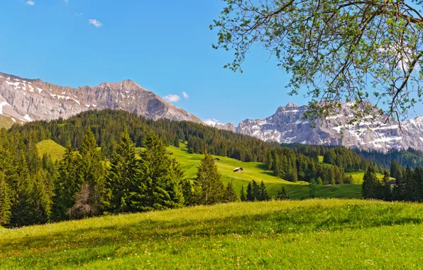 Picture forest, trees, mountains, nature, Switzerland, meadow, Switzerland