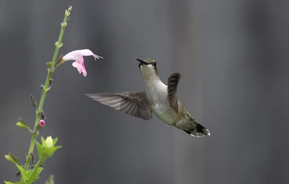 Picture flower, nature, nectar, bird, Hummingbird