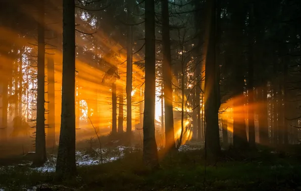 Picture forest, rays, trees