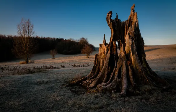 Picture frost, field, grass, stump, the evening, shadows, freezing