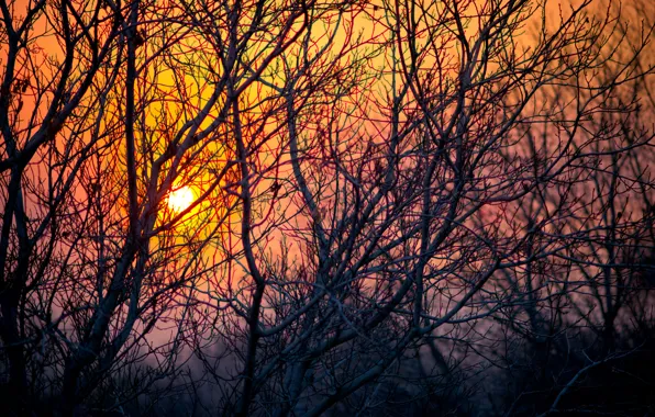 The sky, the sun, trees, sunset, branches, nature, the evening