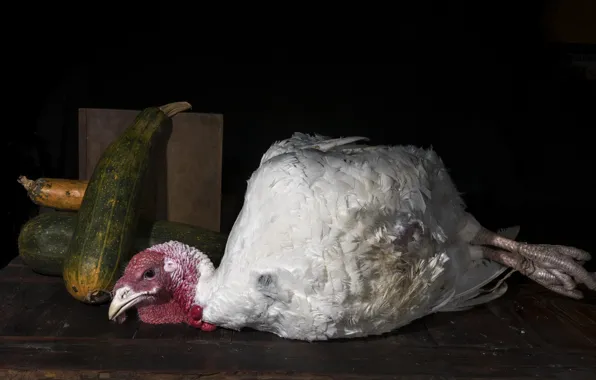 Picture background, bird, turkeys