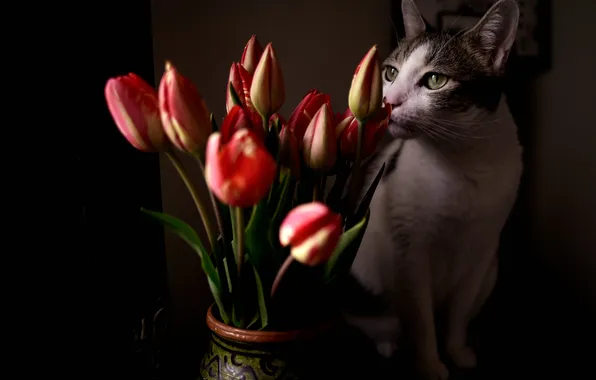 Cat, cat, look, light, pose, bouquet, tulips, pink