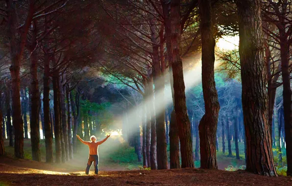 Picture forest, rays, trees, people, positive, meditation, trunk, male