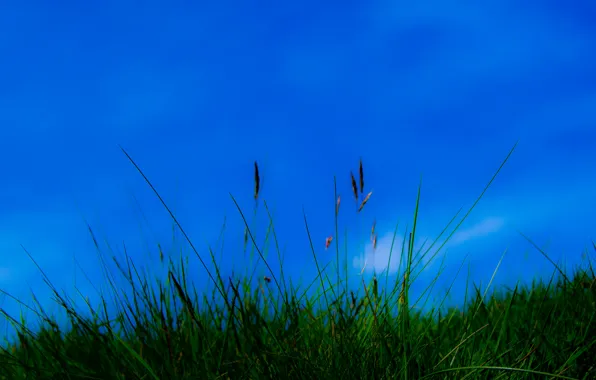 The sky, grass, nature, plant