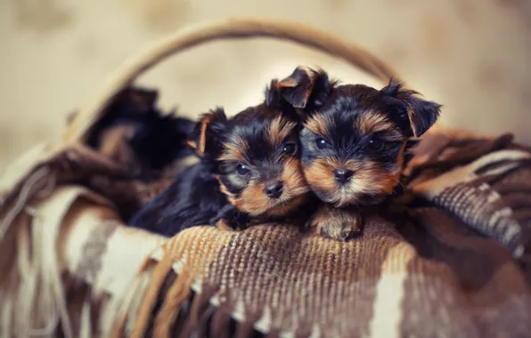 Picture dogs, basket, puppies, basket