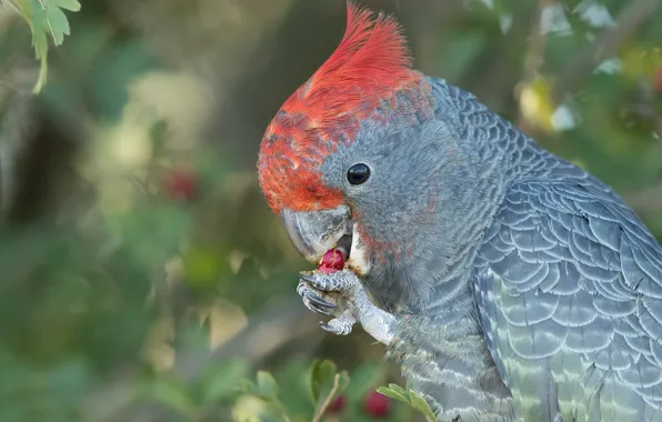 Bird, feathers, parrot, bokeh, crest, Common cockatoo