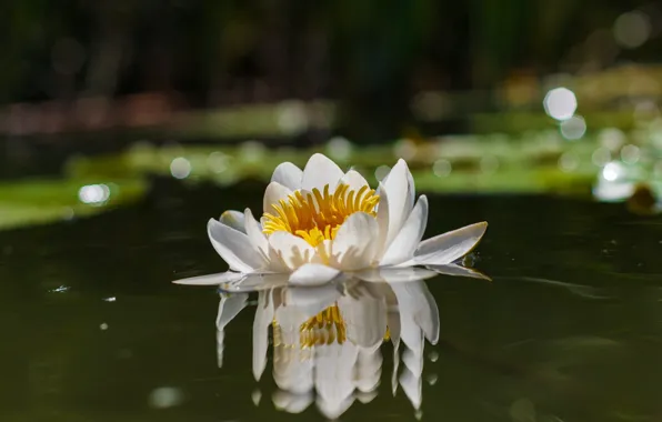 Flower, leaves, water, light, pond, reflection, Lily, white