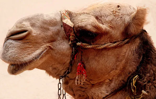 Portrait, wool, camel