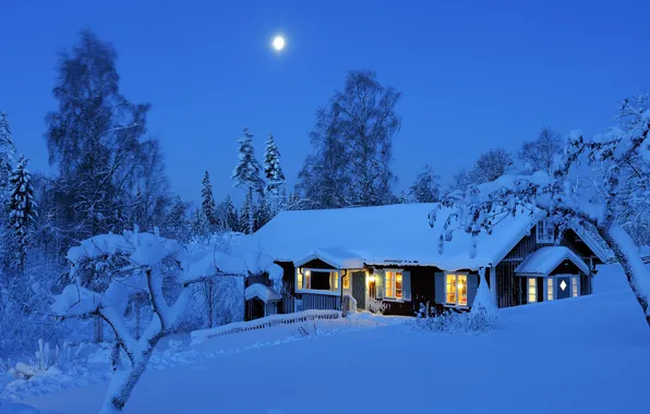 Winter, forest, light, snow, trees, night, lights, the moon