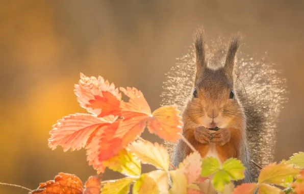 Picture autumn, leaves, animal, protein, rodent