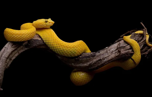 Picture tree, snake, black background, yellow, the scales of a snake