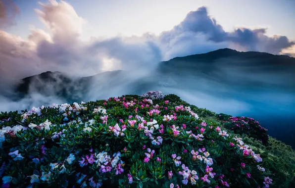 Flowers, mountains, fog, hills, the slopes, view, beauty, spring