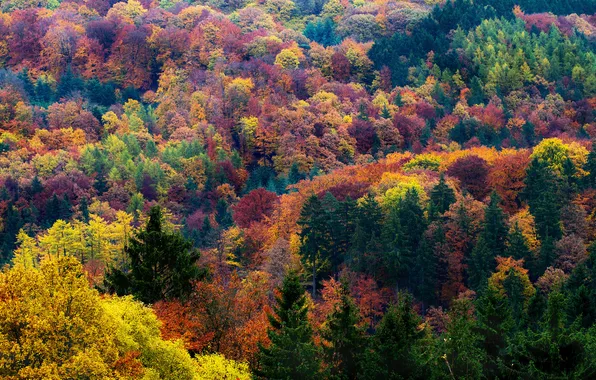 Autumn, forest, leaves, trees, Germany