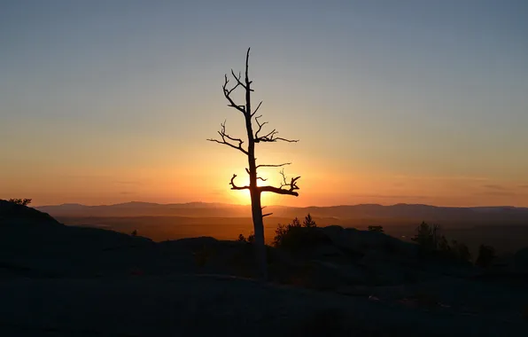 Trees, landscape, sunset, mountains